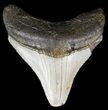 Bargain, Megalodon Tooth - North Carolina #54753-1